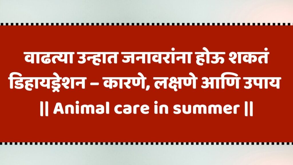 Animal care in summer