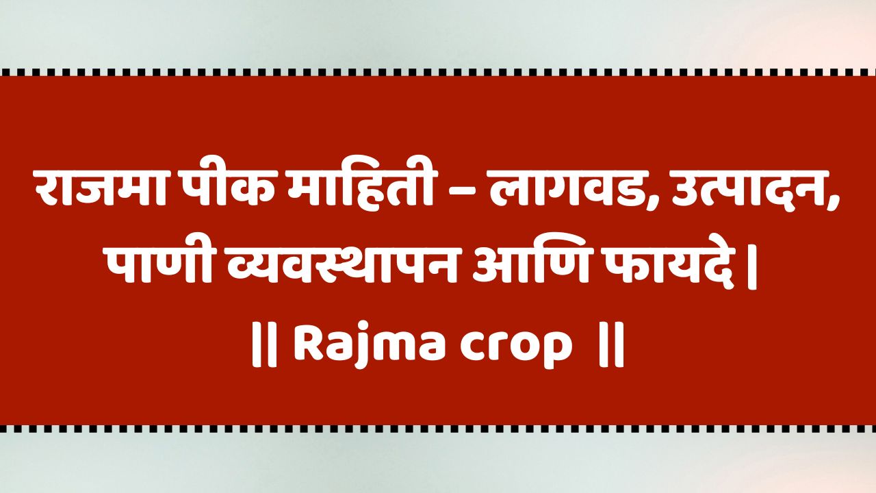 राजमा पीक : कोणत्या हंगामात घेतलं जातं आणि त्याचं संपूर्ण माहिती | Rajma crop