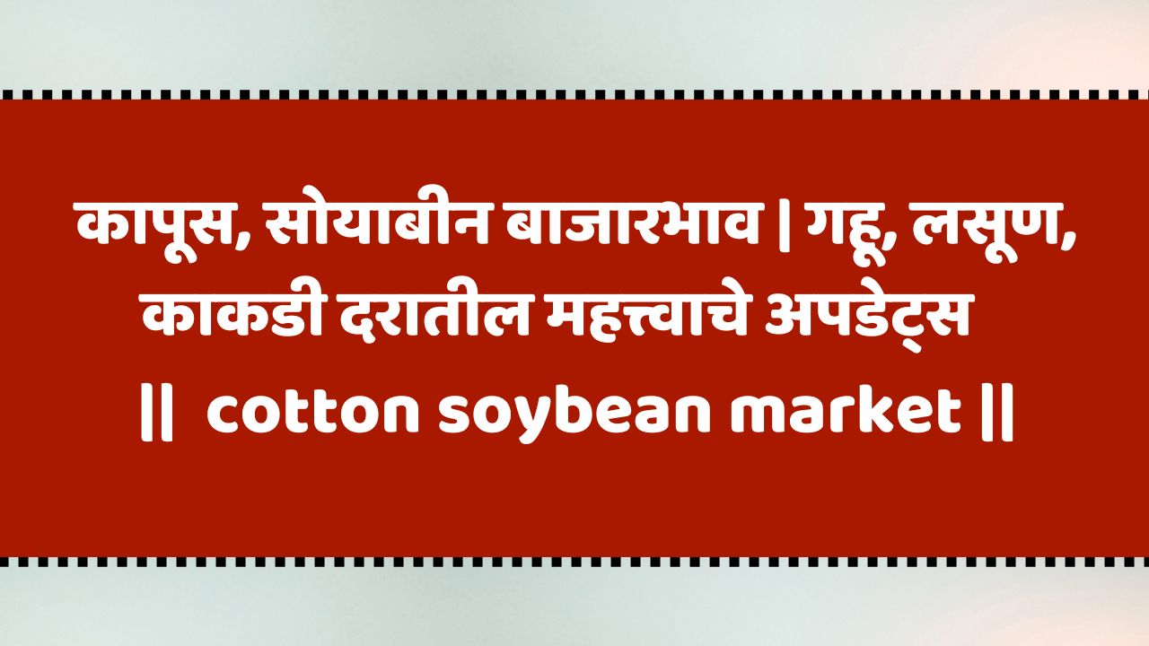 Cotton, Soybean Market: काकडी बाजार, गहू दर, कापूस बाजारभाव, सोयाबीन भाव