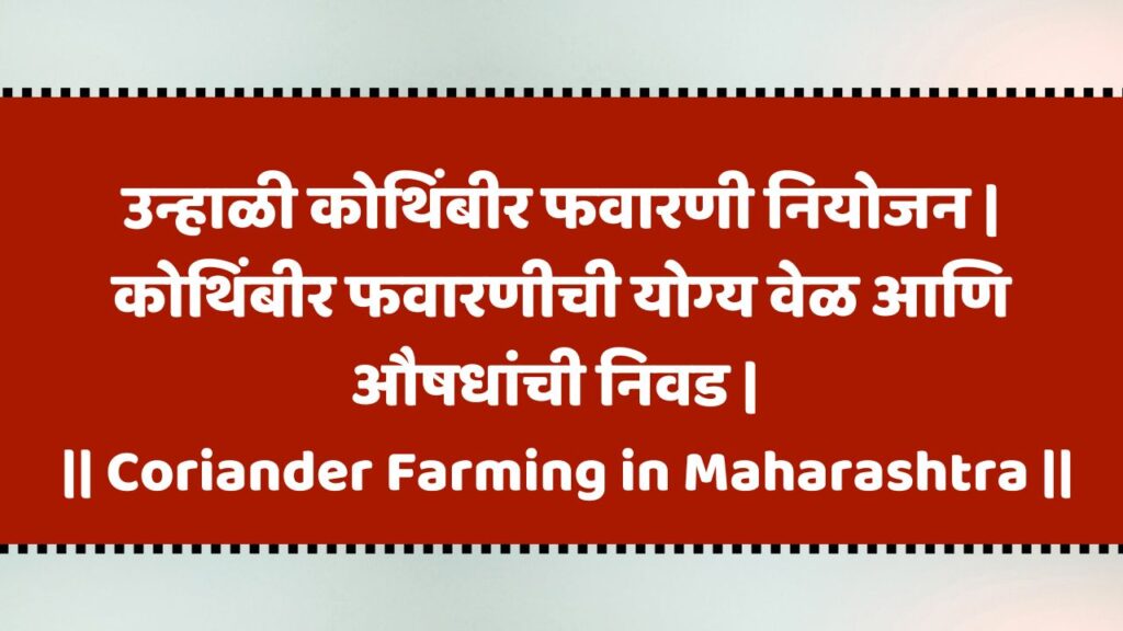 Coriander Farming in Maharashtra