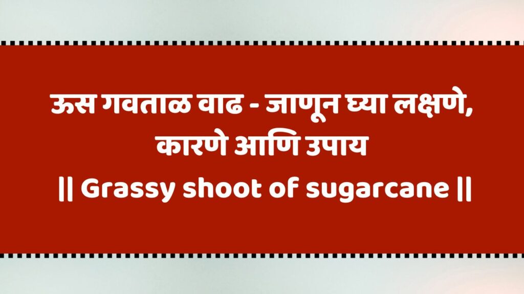 Grassy shoot of sugarcane