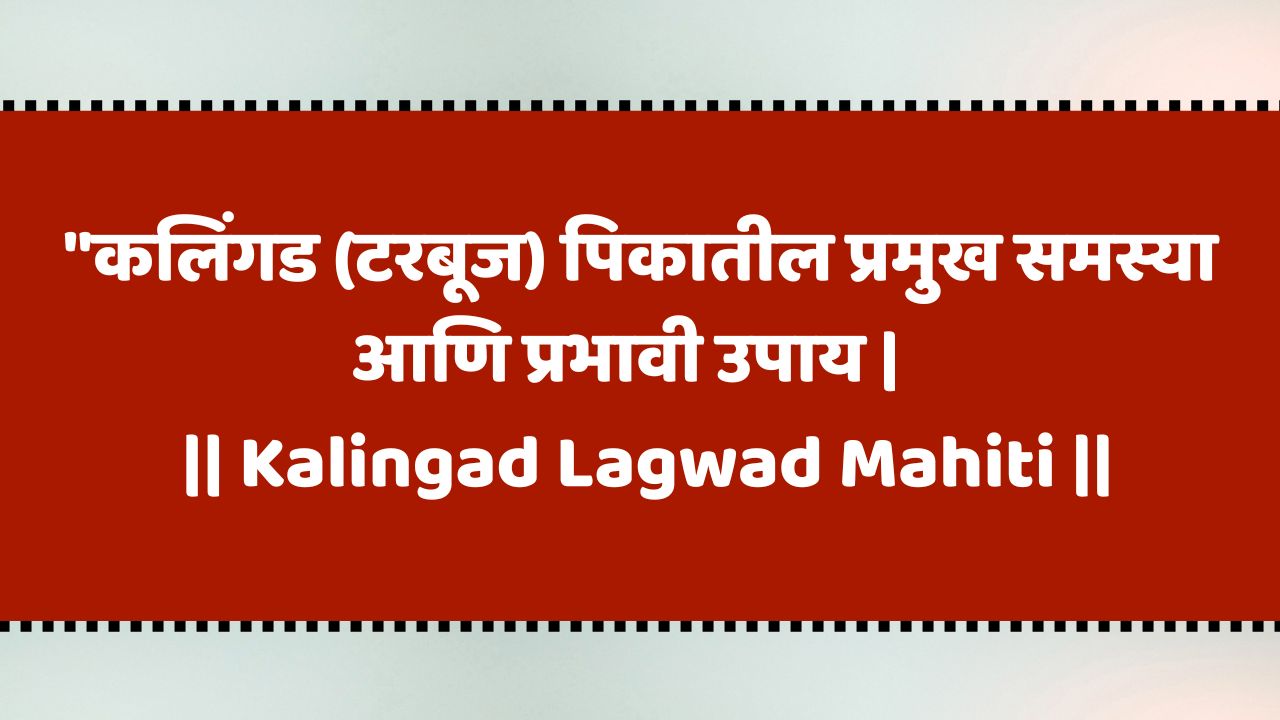 कलिंगड (टरबूज) पिकातील प्रमुख समस्या आणि उपाय 2025 | Kalingad Lagwad Mahiti | Watermelon Lagwad