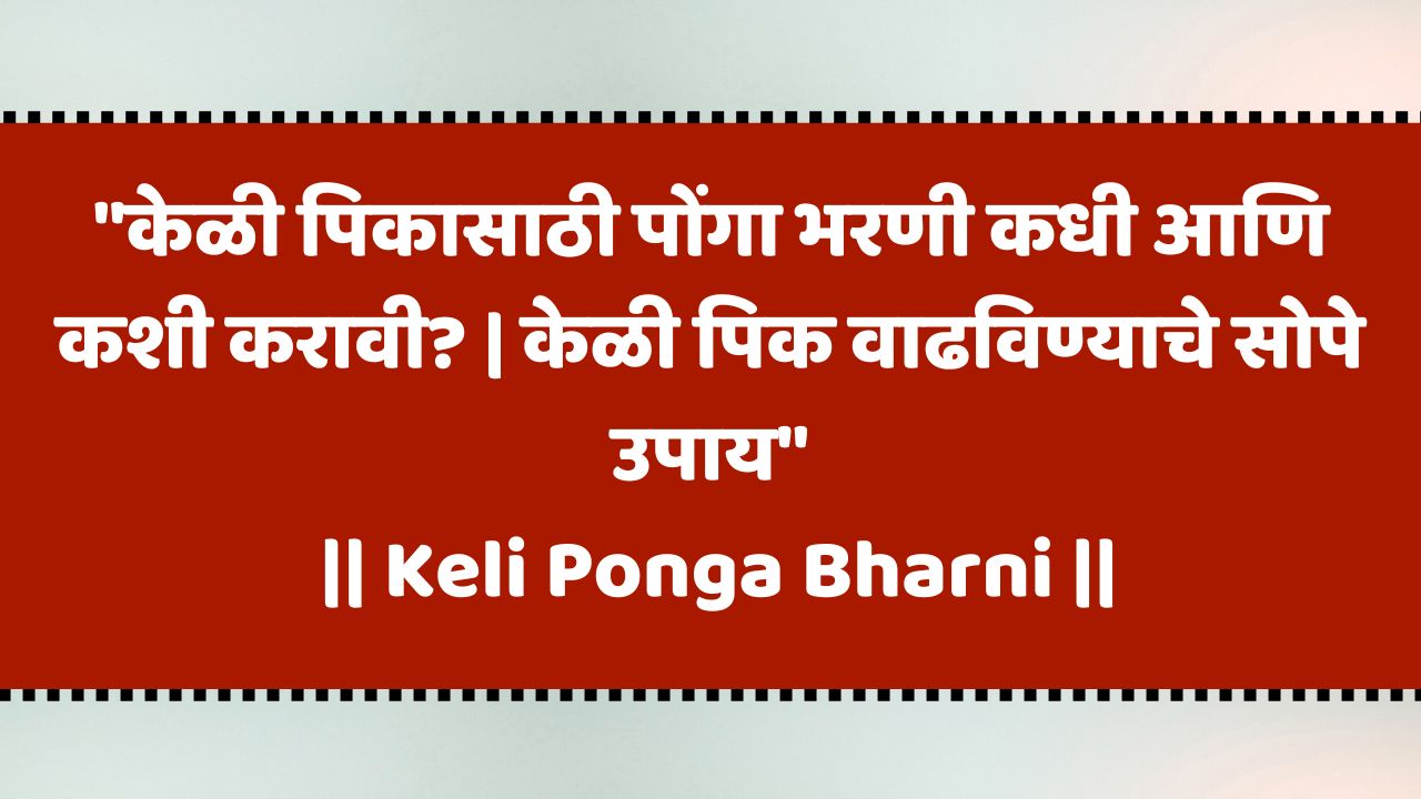 केळी पोंगा भरणी का, कधी आणि कशी करावी? | Keli Ponga Bharni